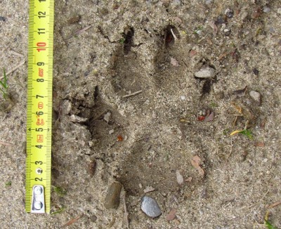 vlk, detail, písek.JPG (198.04 KiB) Zobrazeno 24733 x vlčí stopa, povšimněte si velikosti stopy