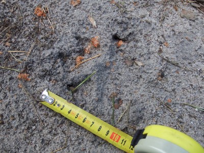 vlk, hůre viditelna 2.JPG (875.95 KiB) Zobrazeno 24733 x vlčí stopa, výrazné drápy