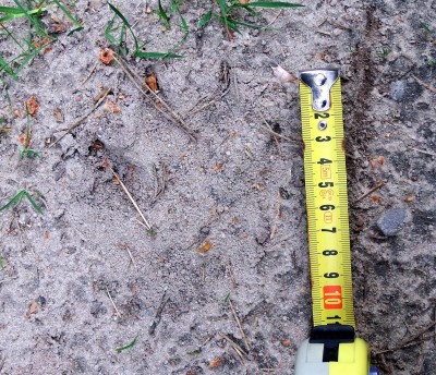 vlk, hůre viditelna.JPG (695.68 KiB) Zobrazeno 24733 x vlčí stopa, výrazné drápy