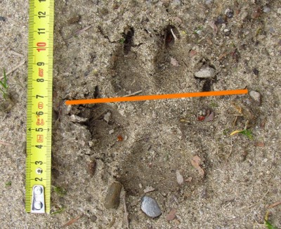 vlk, primka 1.JPG (200.07 KiB) Zobrazeno 24732 x vlčí stopa, předsunuté přední prsty a prokládání přímky