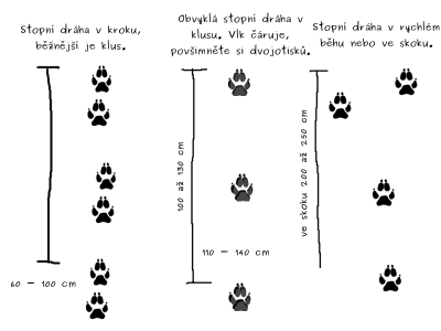 vlk obecný, stopní dráhy: krok, klus, běh