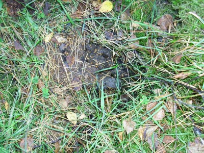 Jezevec lesní, záchod / Badger dung pit