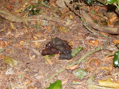 Jezevec lesní, trus / Badger, scat