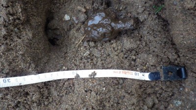 Jezevec lesní, trus / European Badger, scat / Meles Meles