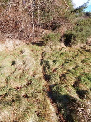 Jezevec lesní, stezky / European Badger, path / Meles Meles