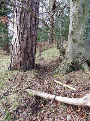 Jezevec lesní, stezky / European Badger, path / Meles Meles