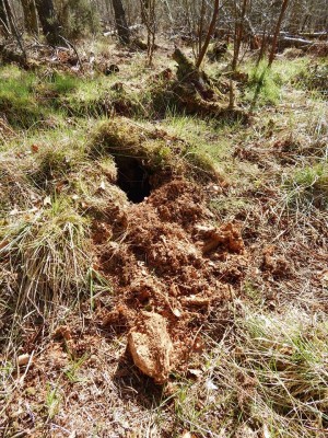 Jezevec lesní /  European Badger / Meles Meles