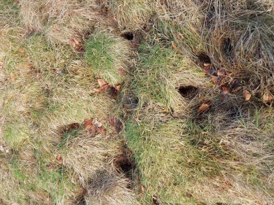 Jezevec lesní, hledání potravy /  European Badger, food gathering / Meles Meles