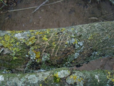 Jezevec lesní, stopy po drápech /  European Badger, claw marks / Meles Meles