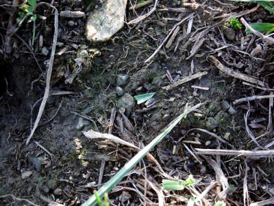 Hraboš polní (Microtus arvalis), okousaná tráva | Common vole, chewed grass