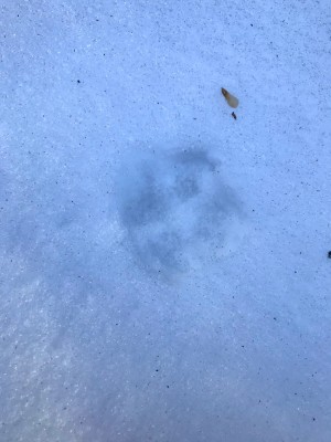 liška, stopa při tání sněhured fox (vulpes vulpes), track in melted snow