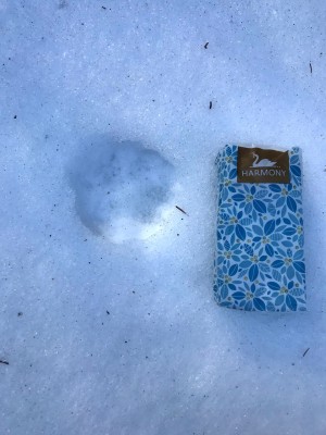 liška, stopa při tání sněhu s měřítkem / red fox (vulpes vulpes), track in melted snow with scale