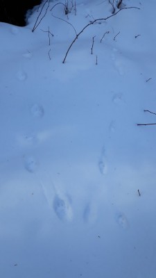 rys ostrovid a liška natátém sněhu, stopní dráhy