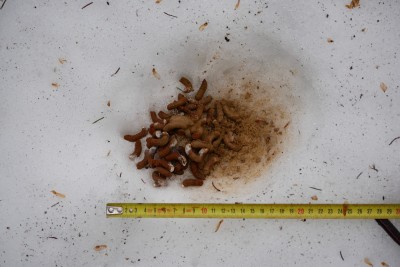 Jeřábek lesní, trus / Hazel grouse, droppings