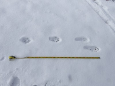 Rys ostrovid (lynx lynx), stopa ve skoku / European Lynx, track
