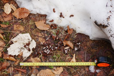 Jeřábek lesní, trus / Hazel grouse, droppings