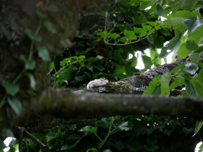 Nakrmený puštík si schovává kořist do zásoby na větvi stromu | Tawny owl is not hungry and hides its prey in a supply on a tree branch