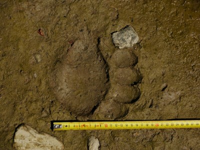 Medvěd hnědý (ursus arctos), stopa / Brown bear, track
