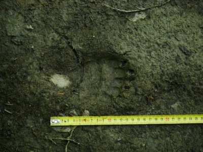 Medvěd hnědý (ursus arctos), stopa, mládě / Brown bear, track, young