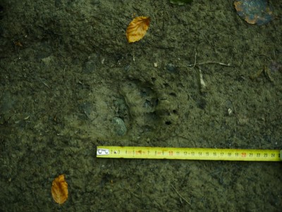 Medvěd hnědý (ursus arctos), stopa, mládě / Brown bear, track, young