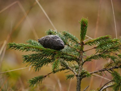 Liška obecná, trus/red fox, scat