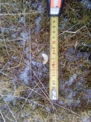 Jeřábek lesní, trus / Hazel grouse, droppings