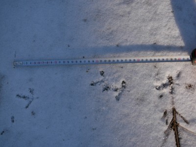 Jeřábek lesní, stopy / Hazel grouse, tracks