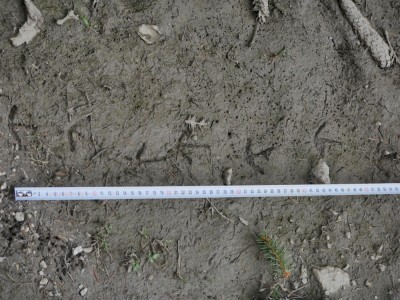 Jeřábek lesní, stopy / Hazel grouse, tracks