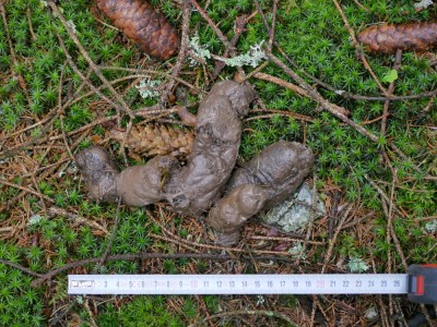 Vlk obecný, trus / gray wolf (canis lupus), scat