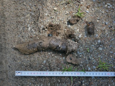 Vlk obecný, trus / gray wolf (canis lupus), scat