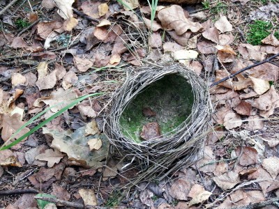 hnizdo drozd zpevny.JPG (353.91 KiB) Zobrazeno 11782 x drozd zpěvný (Turdus philomelos), hnízdo / song thrush, nest