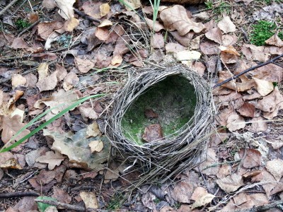drozd zpěvný (Turdus philomelos), hnízdo / song thrush, nest