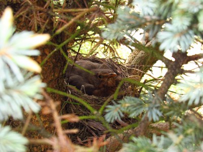 kos černý (Turdus merula), hnízdo / commmon blackbird, nest