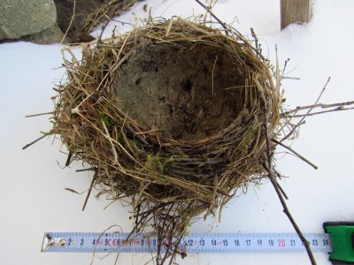 drozd zpěvný (Turdus philomelos), hnízdo / song thrush, nest