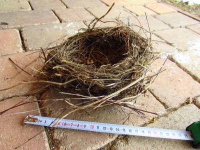 kos černý (Turdus merula), hnízdo / commmon blackbird, nest
