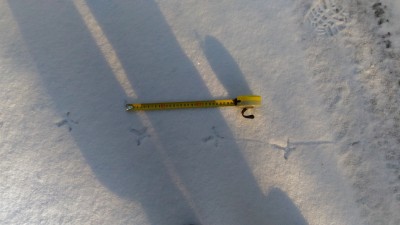 krok a velikost stopy.jpg