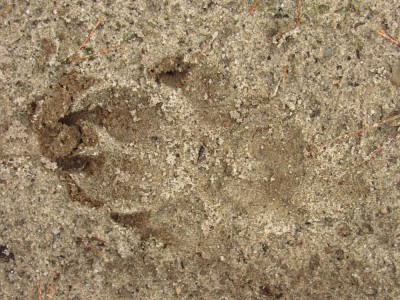 vlk obecný, stopy tlap v písku / gray wolf (canis lupus), tracks in sand