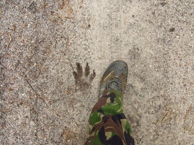 vlk obecný, otisk tlapy/ gray wolf (canis lupus), track