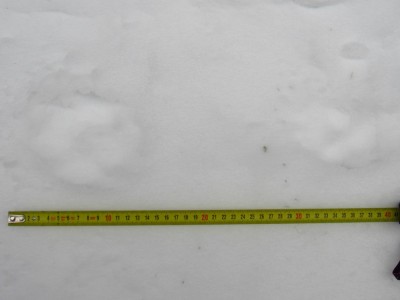 Vlk obecný, přední a zadní stopa. Na sněhu. / gray wolf (canis lupus), front track and hind track, snow