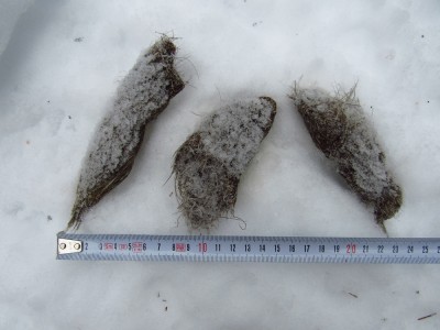 vlk obecný, pobytové znaky - trus/ gray wolf (canis lupus), scat