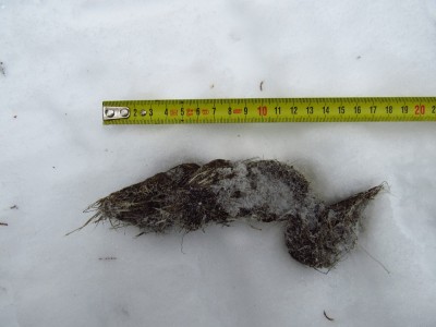 vlk obecný, pobytové znaky - trus. Všimněte si spousty chlupů. / gray wolf (canis lupus), scat. Notice lots of fur.