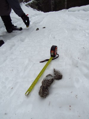 vlk obecný, pobytové znaky - trus / gray wolf (canis lupus), scat