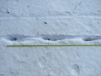vlk obecný, stopní dráha - Krok 140-150cm/ gray wolf (canis lupus), trail. Lenght 140-150 cm.