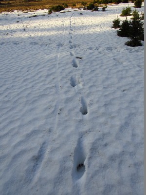vlk obecný, stopní dráha - Něco asi táhnul v hubě/ gray wolf (canis lupus), trail. Wolf was probably dragging a prey.