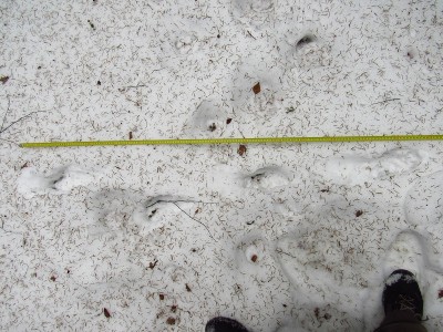 Skok- detail  / gray wolf (canis lupus), detail of jump