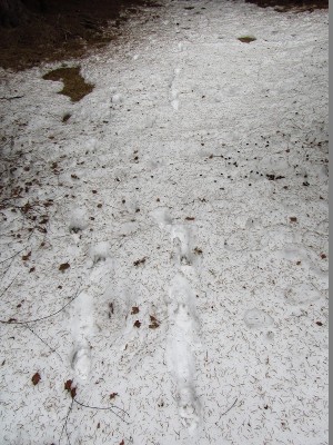 Skok- dvě dráhy / gray wolf (canis lupus), two trails