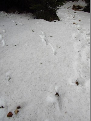 Skok / gray wolf (canis lupus), jump