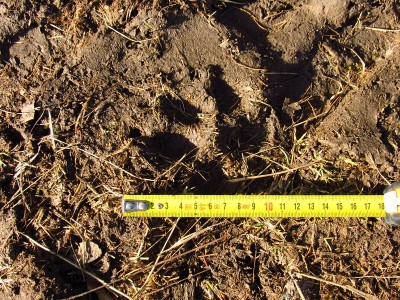 vlk obecný, jednotlivé stopy / gray wolf (canis lupus), track