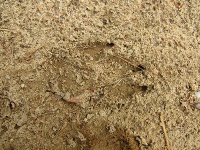 / gray wolf (canis lupus), track, sand