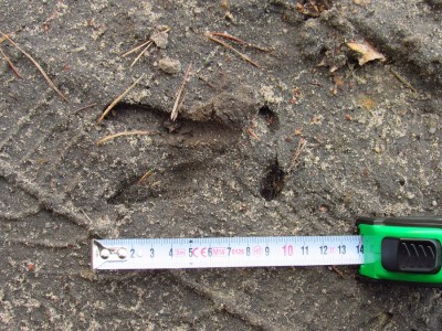 Srnec obecný (Capreolus capreolus), stopa přední / Roe deer, front track